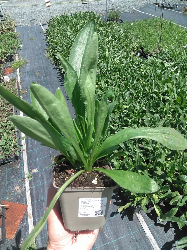 Kopretina Polaris - 24. 6. 2025