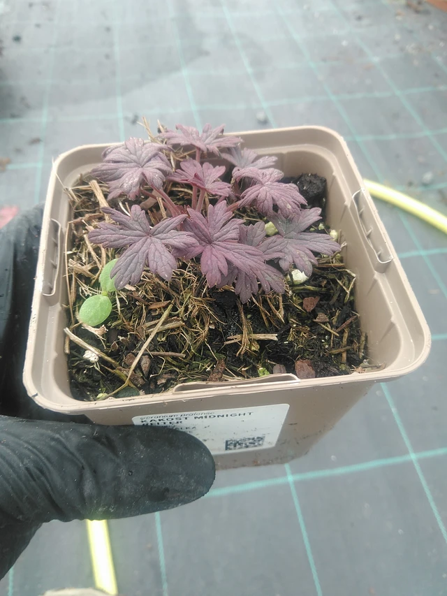 Kakost Midnight Reiter - 10. 9. 2025