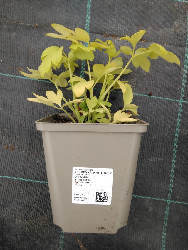 Szívvirág White Gold - 1. 4. 2026