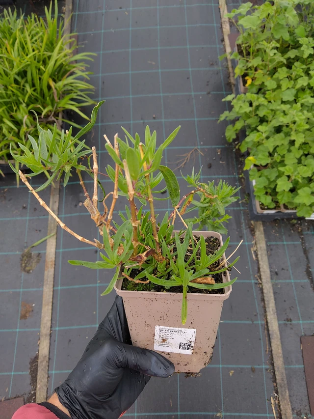 Gypsophila Perfecta - 12. 9. 2025