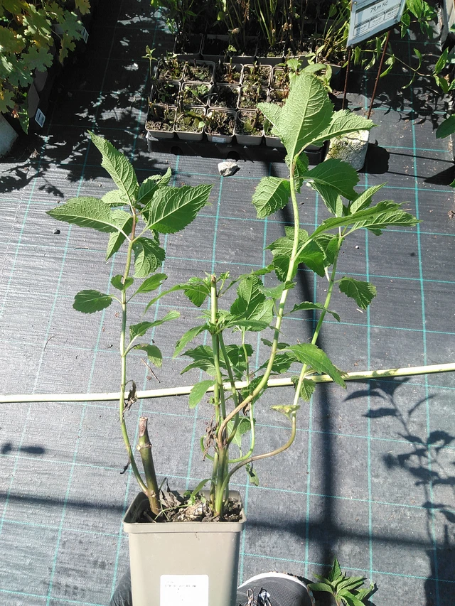 Maitohorsma Atropurpureum - 19. 8. 2025