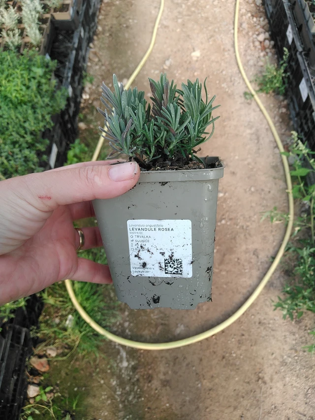 Lavender Rosea - 19. 8. 2025