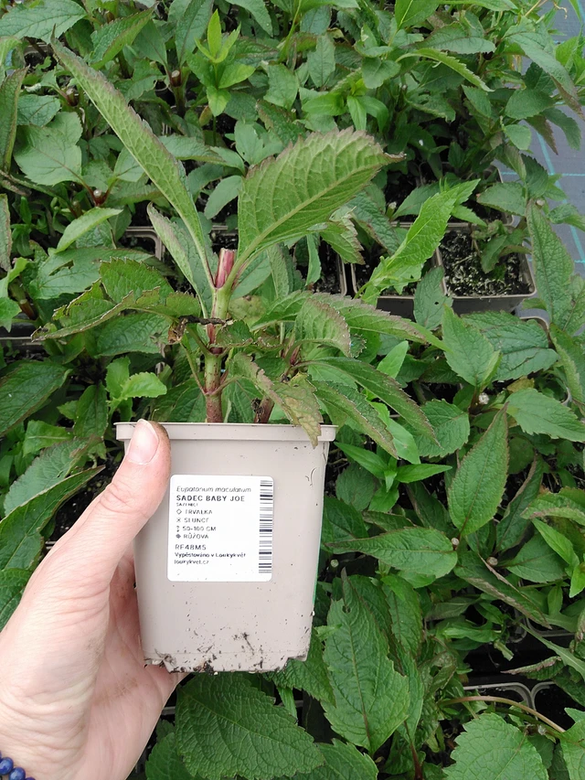 Punavirma Baby Joe - 9. 6. 2025