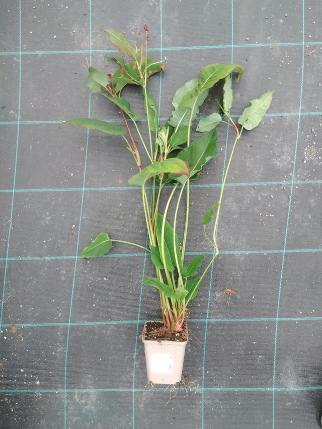 Knotweed Fat Domino - 2024