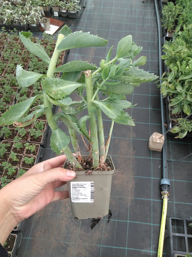 Rozchodník Herbstfreude - 11. 7. 2025