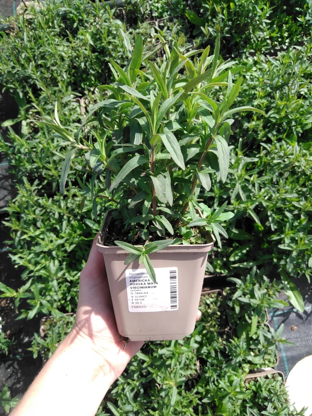 Amerikanvuoriminttu Virginianum - 2024