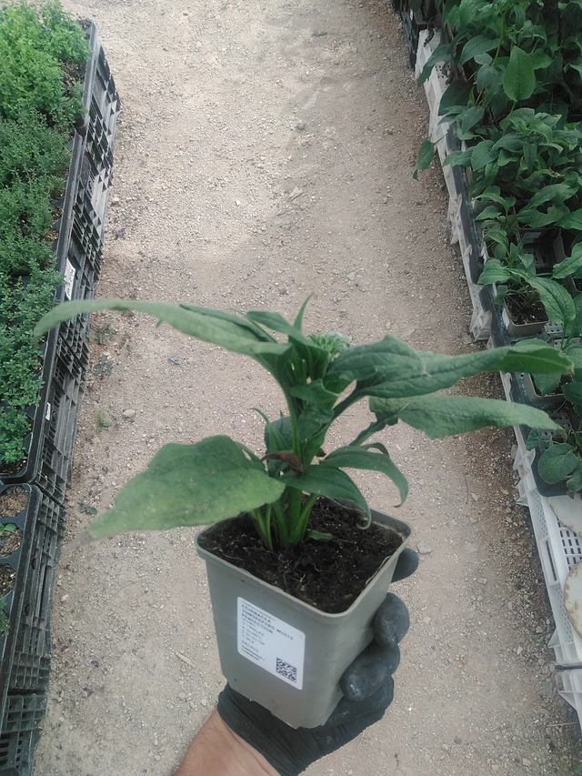 Echinacea SunSeekers White Perfection - 10. 9. 2025