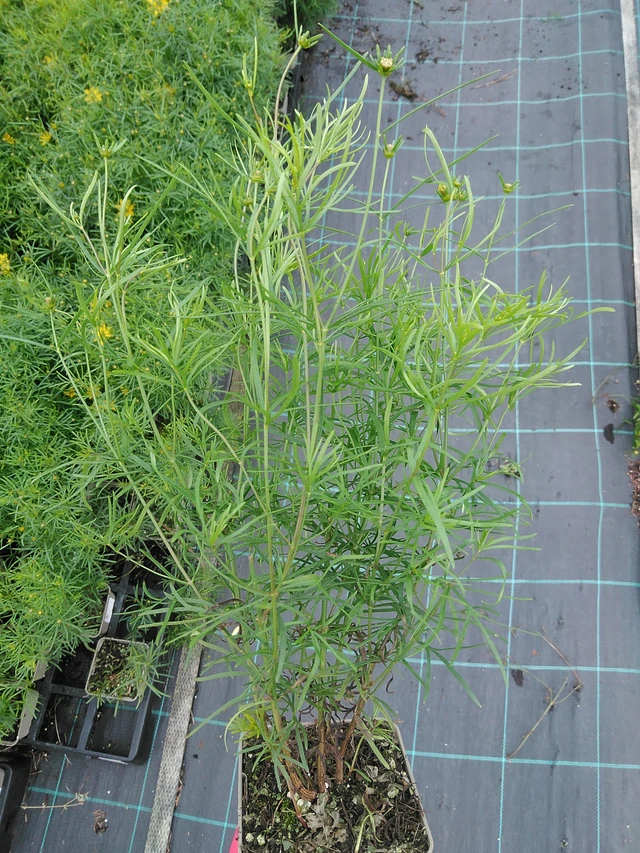 Tickseed Zagreb - 29. 7. 2025