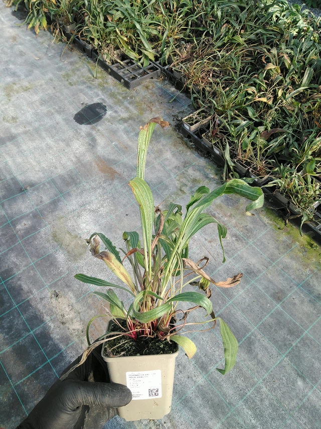 Echinacea pallida Hula Dancer - 31. 10. 2025