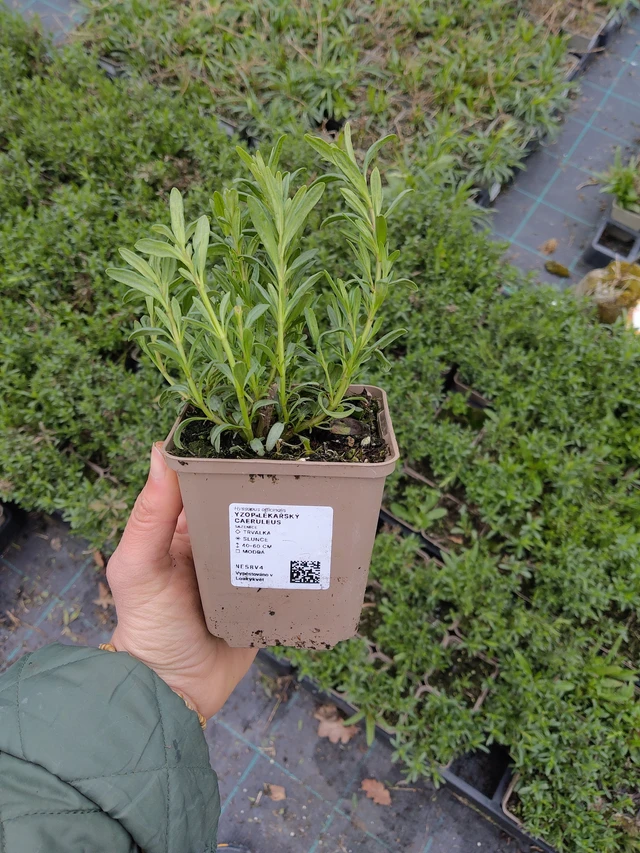 Yzop lékařský Caeruleus - 21. 4. 2026