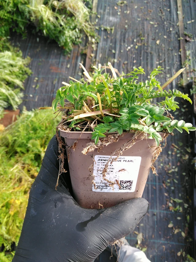 Astrantia Filigree Skies - 31. 10. 2025