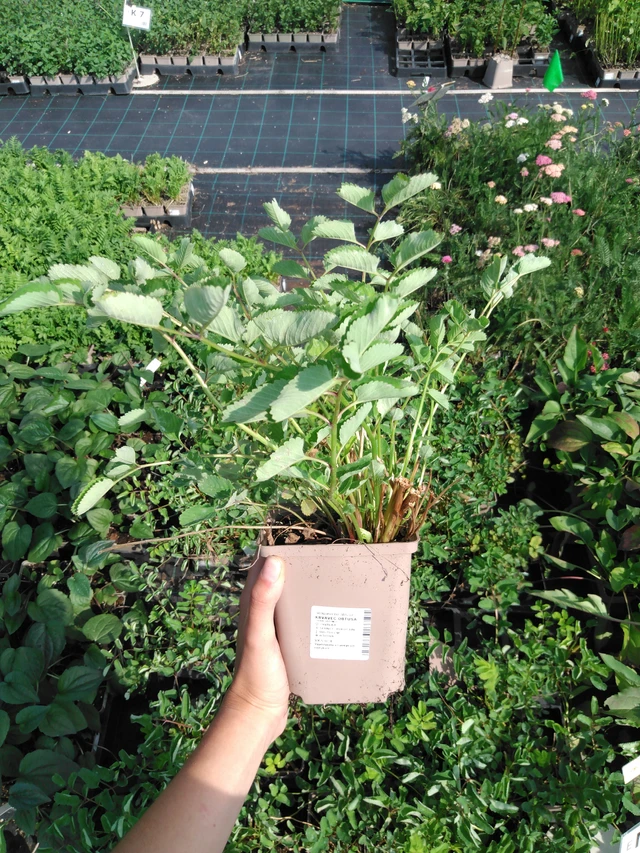 Verikurjenpolvi obtusa - 2024