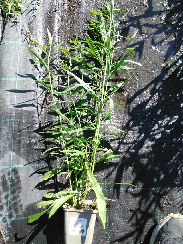 Zlatobýl Moonlight Glory - 19. 8. 2025