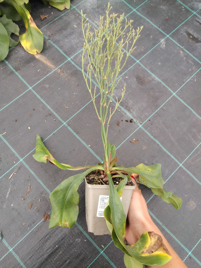 Statice Tennessee Pink - 10. 9. 2025