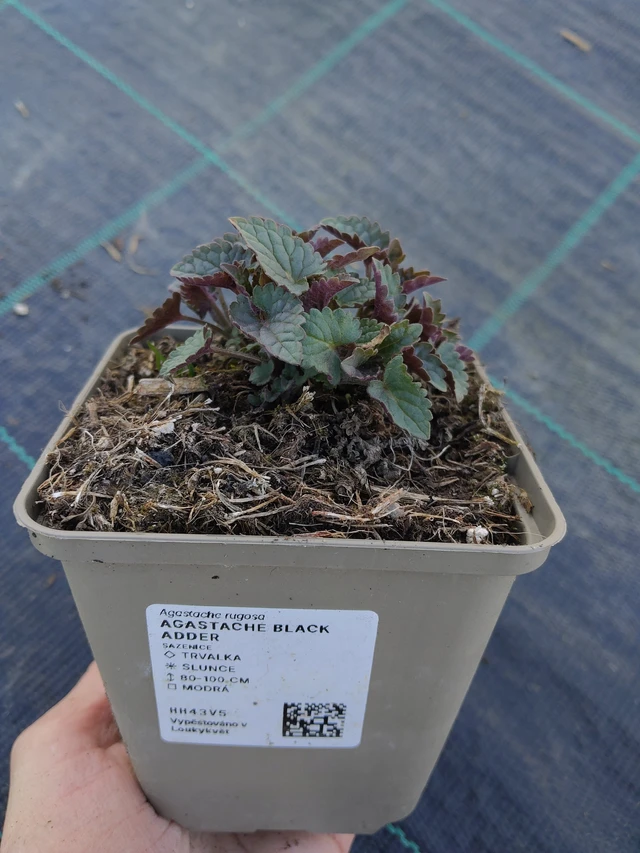 Izsópfű Black Adder - 27. 3. 2026