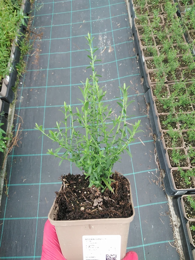 Asta Lovely - 7. 7. 2025