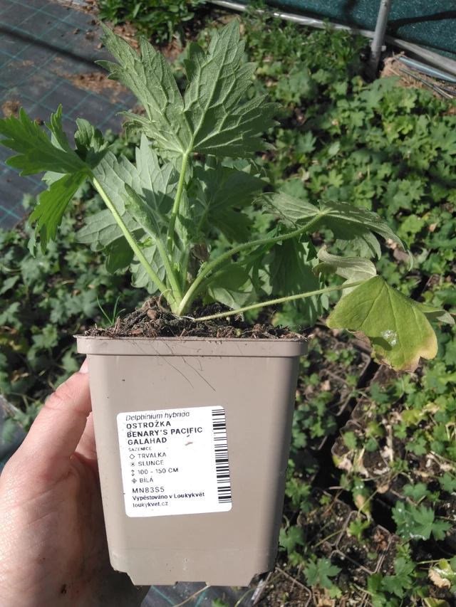 Ritarinkannus Benary’s Pacific Galahad - 2024