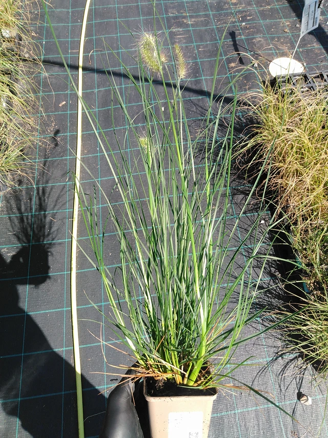 Dochan psárkovitý Hameln - 19. 8. 2025