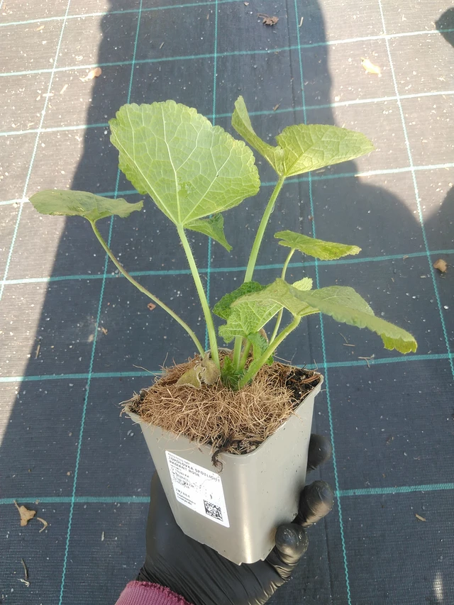 Topolovka Spotlight Radiant Rose - 1. 9. 2025