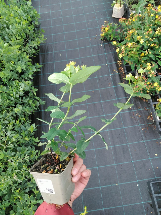 Hierba de San Juan Globo Champagne - 28. 7. 2025