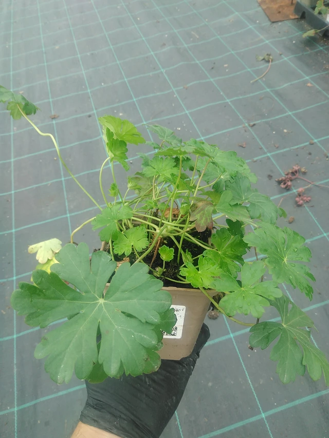 Kurjenpolvi Lohfelden - 10. 9. 2025