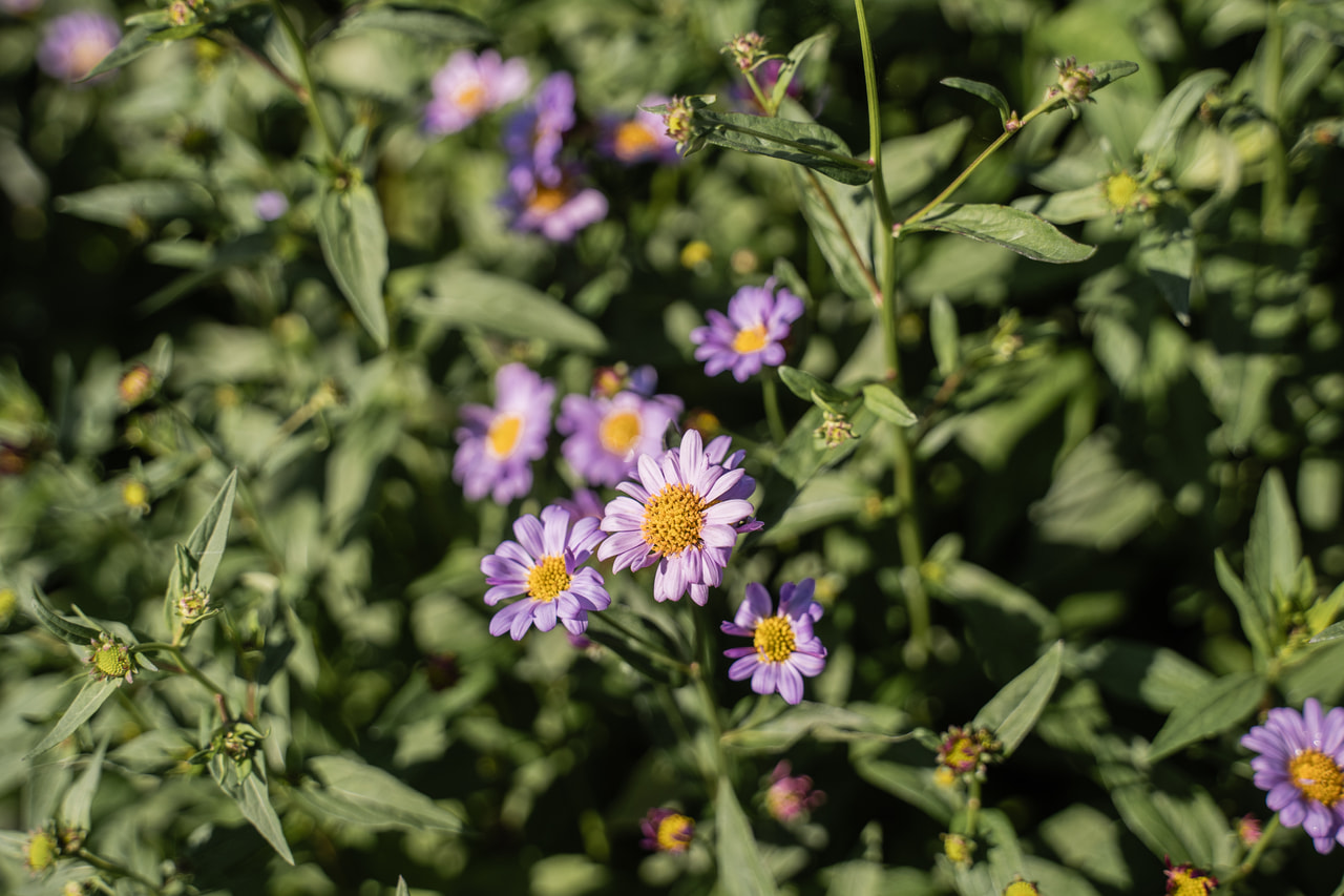 Astra japonská Antonia, Loukykvět