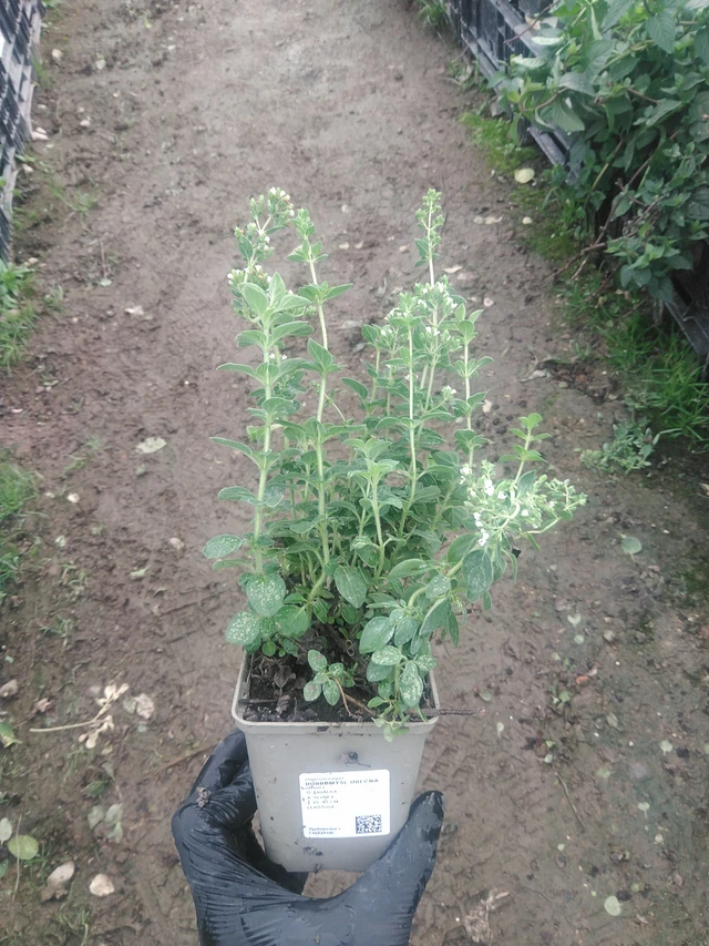 Meirami - 10. 9. 2025