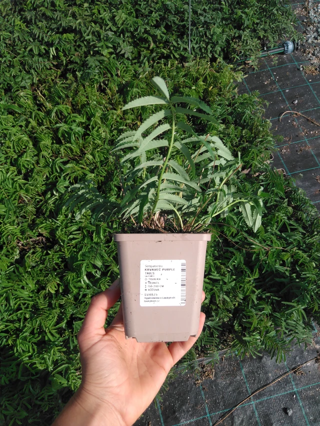 Veriheinä Purple Tails - 2024