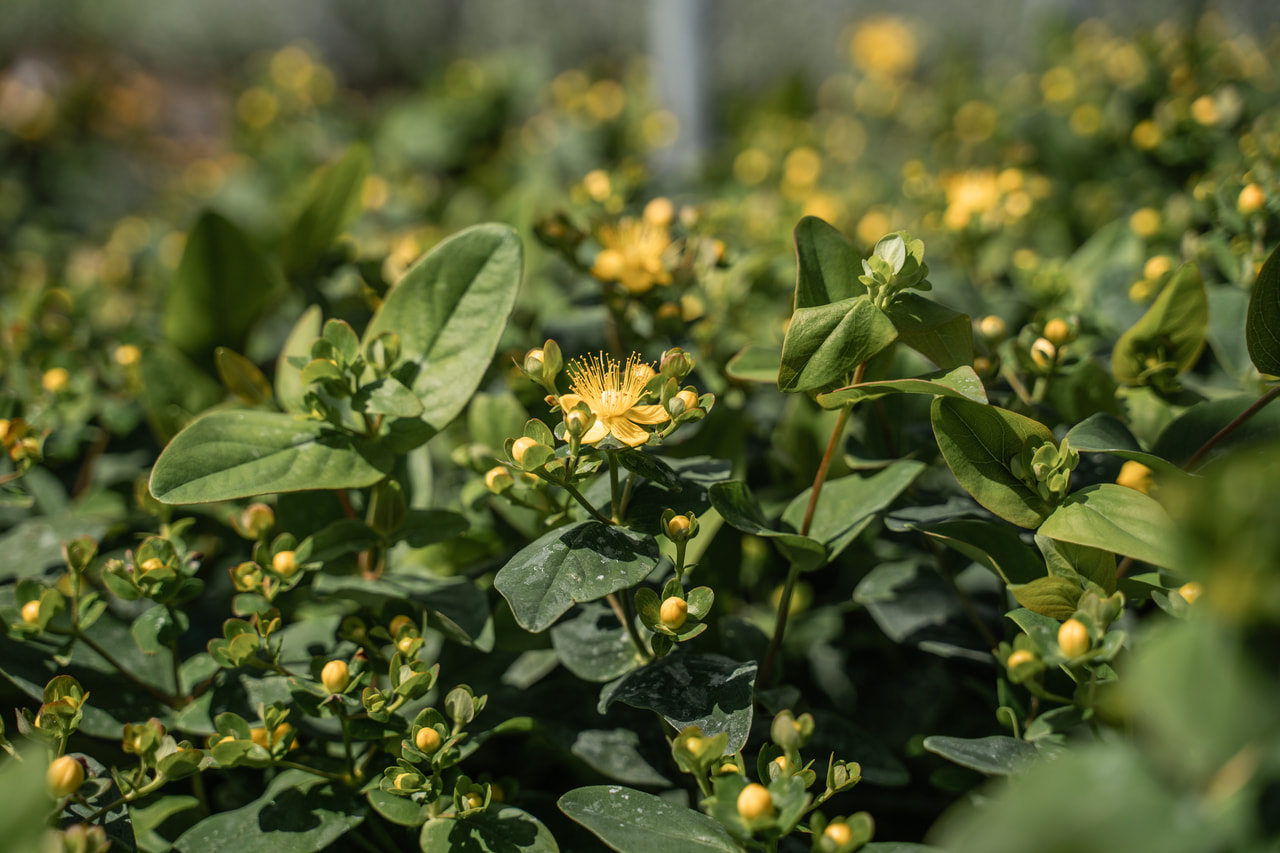 Třezalka Globo Champagne, Loukykvět