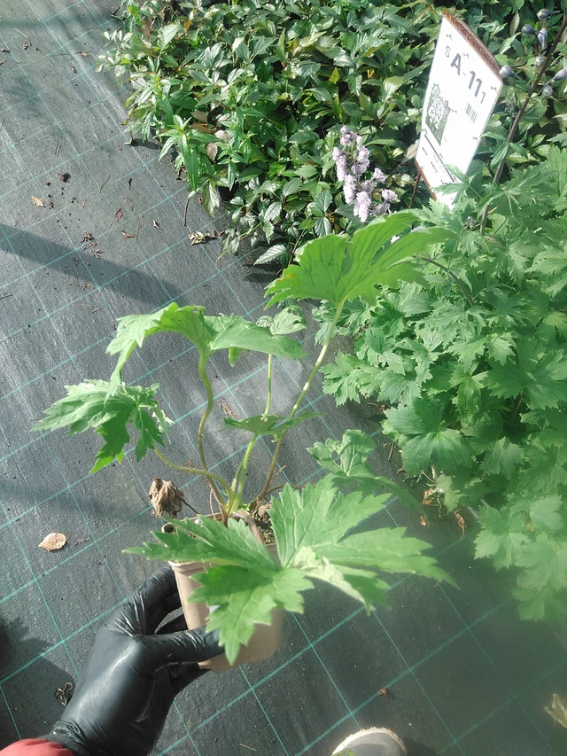 Delphinium Highlander Cha Cha - 13. 10. 2025