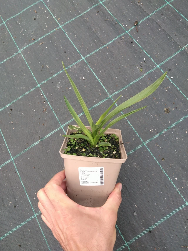 Physostegia Chadd's Ford - 25. 7. 2025