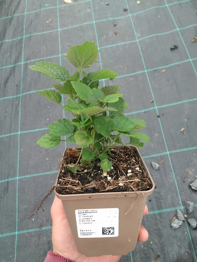 Agastache - 21. 7. 2025