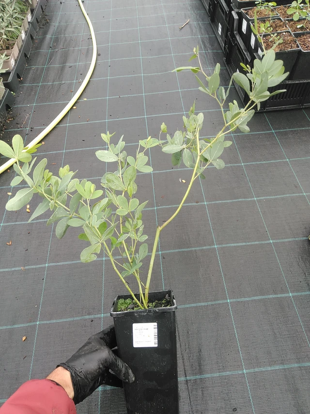 Baptisia Alba - 4. 8. 2025
