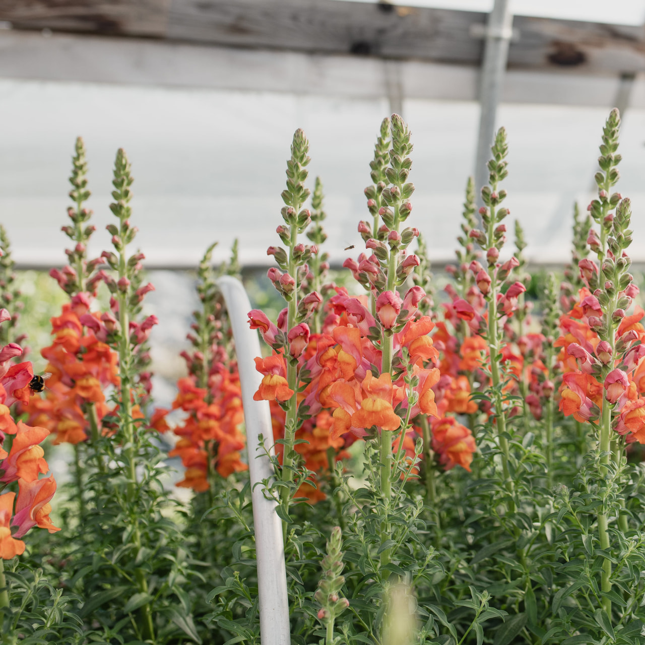 Hledík Potomac Orange, Loukykvět