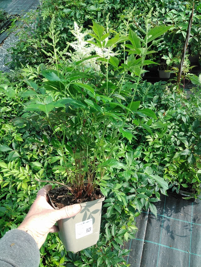 Astilbe Washington - 9. 6. 2025