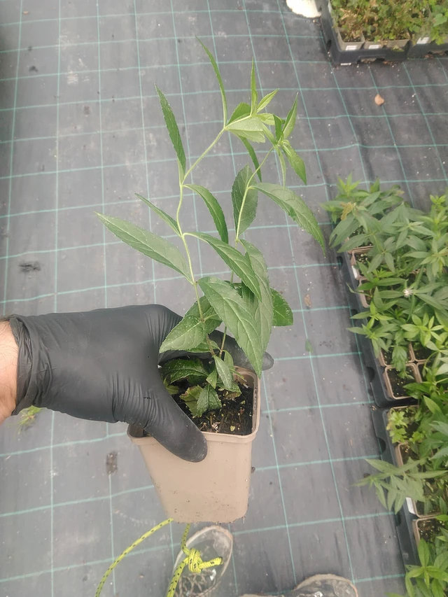 Kuunlilja Lavendelturm - 10. 9. 2025