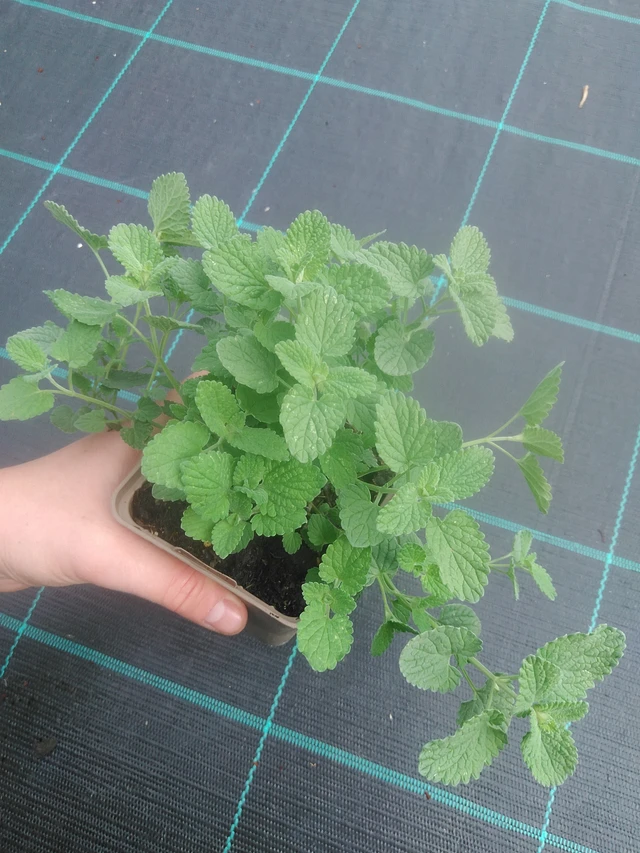 Šanta Alba - 17. 7. 2025