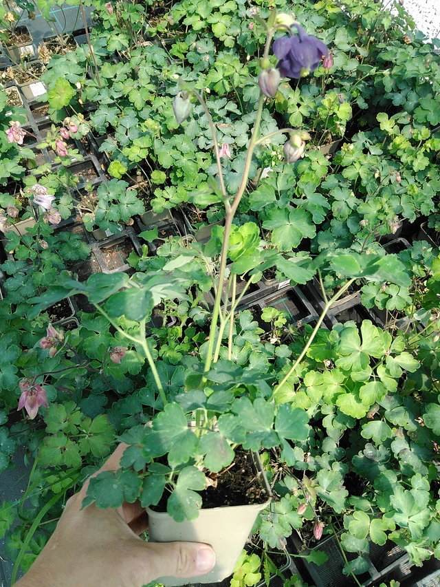 Aguileña Heidi - 13. 5. 2025