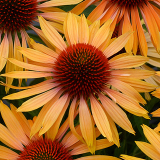 Echinacea Big Kahuna, Loukykvět