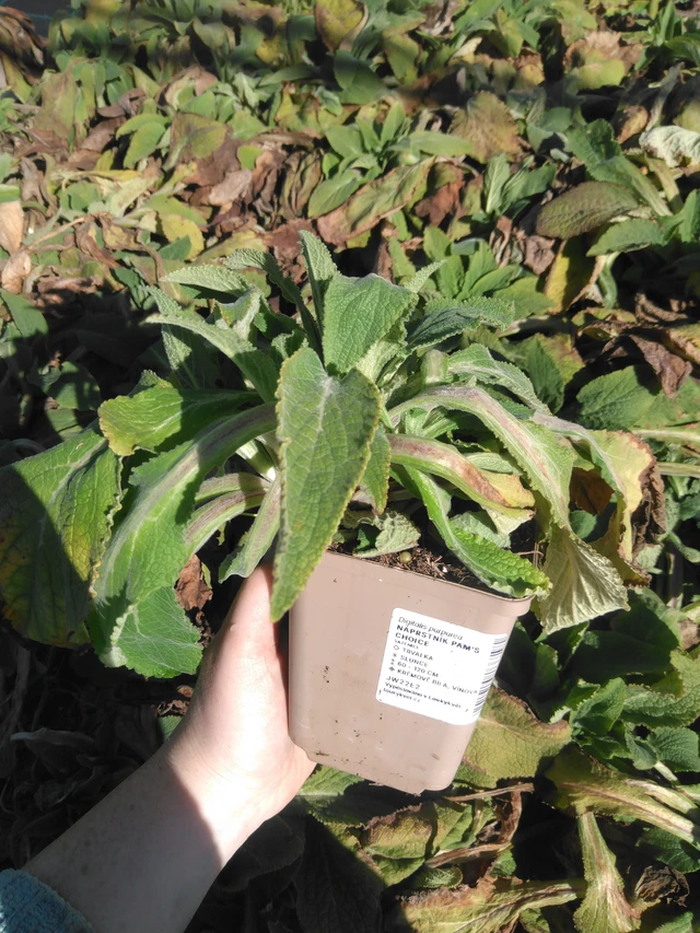 Dedalera Pam’s Choice - 3. 4. 2025