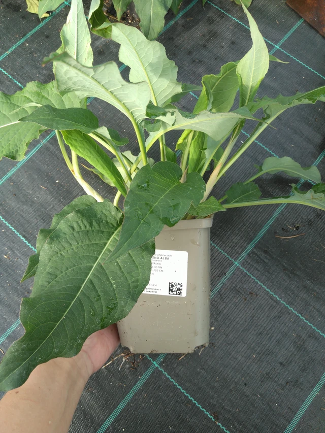 Persicaria Alba - 11. 7. 2025