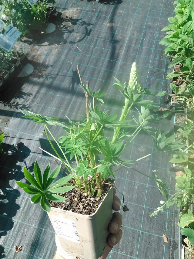 Altramuz Gallery White - 1. 7. 2025