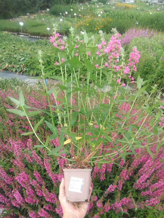 Rantakukka Robert - 2024