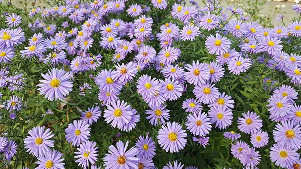 Astra Professor A. Kippenberg, Loukykvět