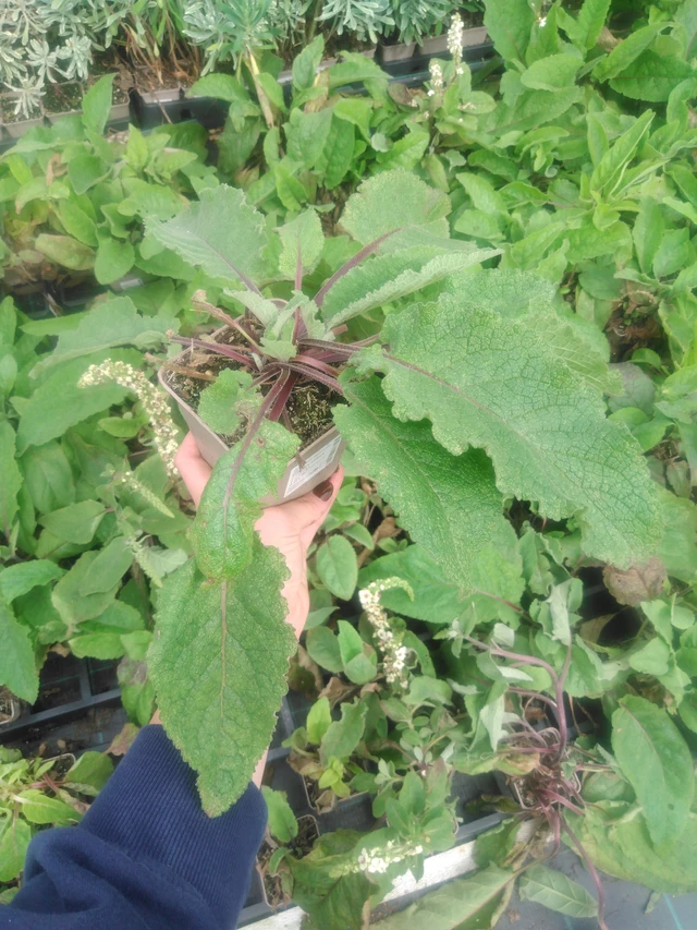 Kukonharja musta - 2024