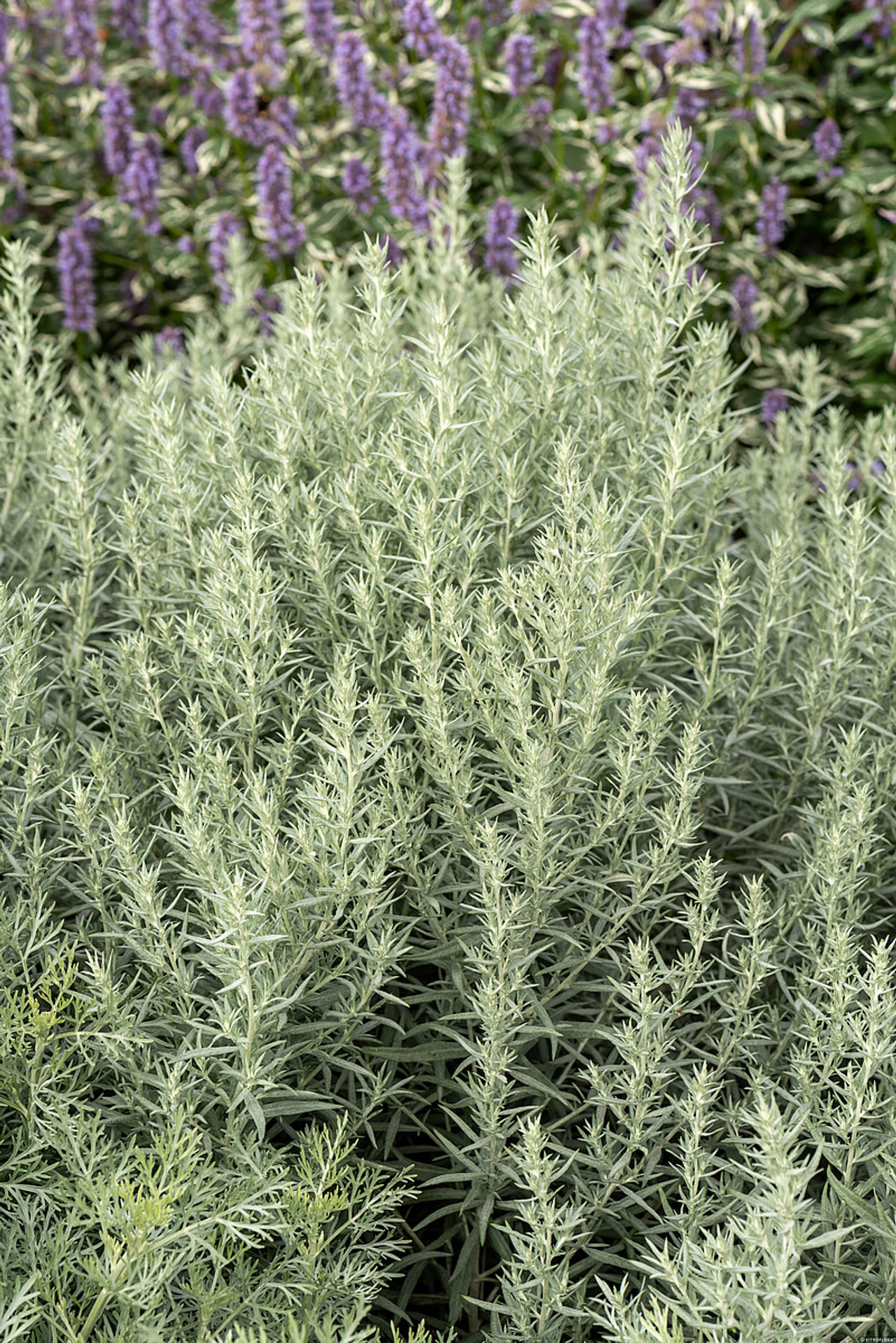 Pelyněk Ludvíkův Silver Queen, Loukykvět