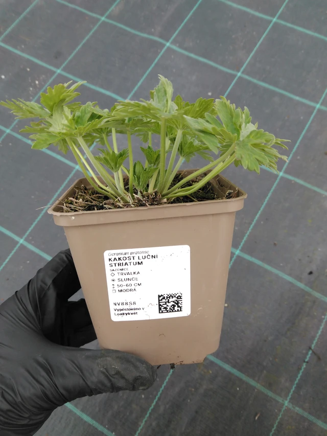 Wiesen-Storchschnabel Striatum - 1. 4. 2026