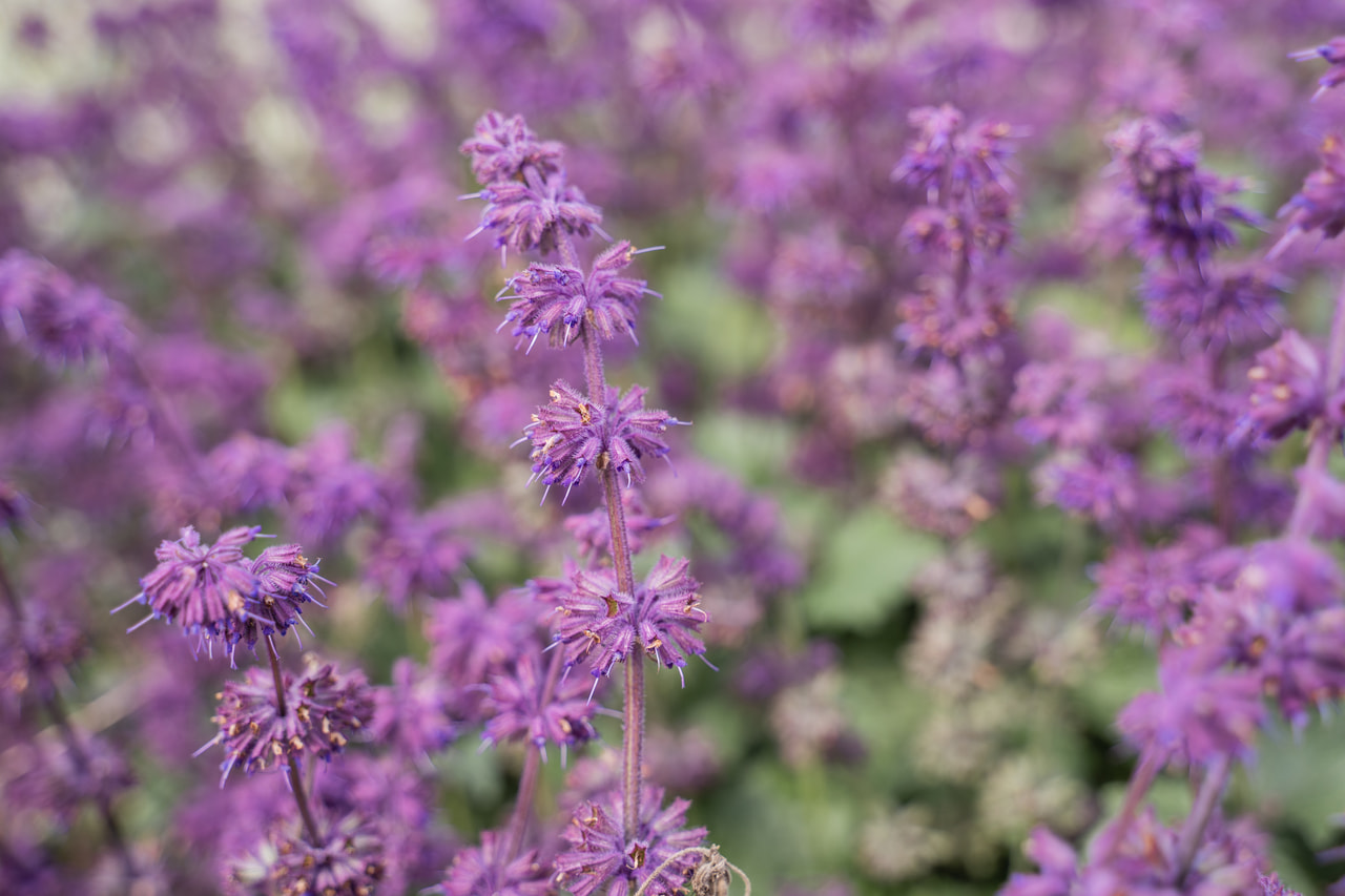 Sauge verticillée Purple Rain, Loukykvět