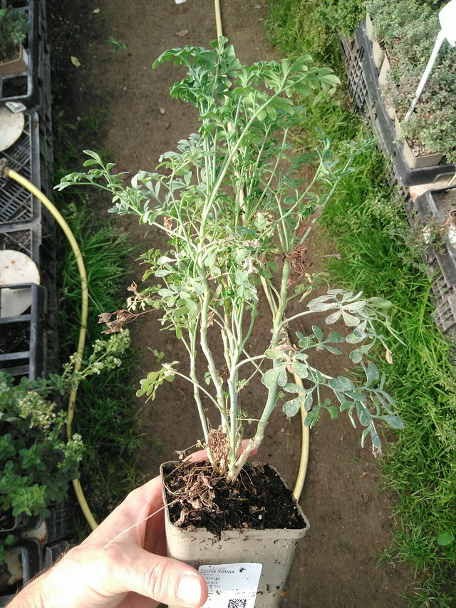 Routa vonná - 31. 10. 2025