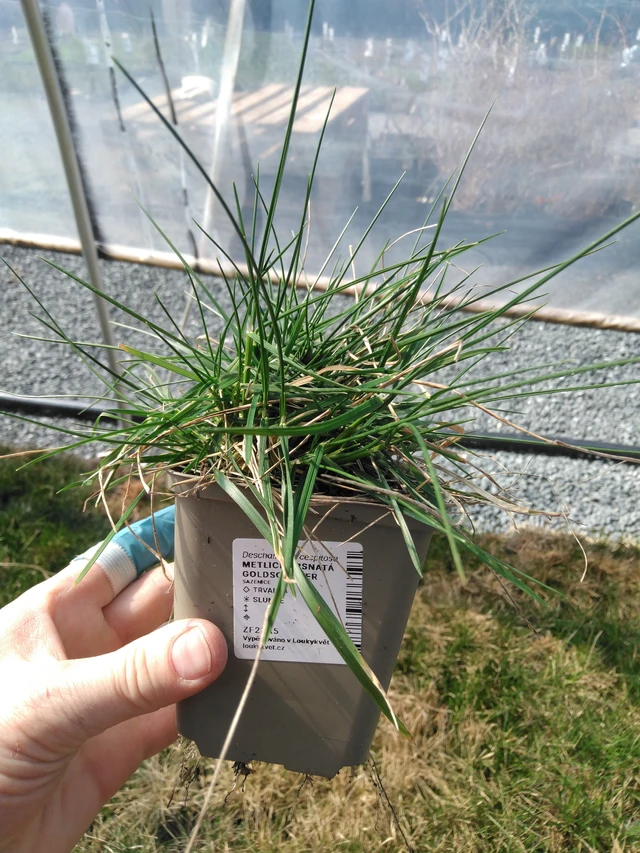 Metlice trsnatá Goldschleier - 3. 4. 2025